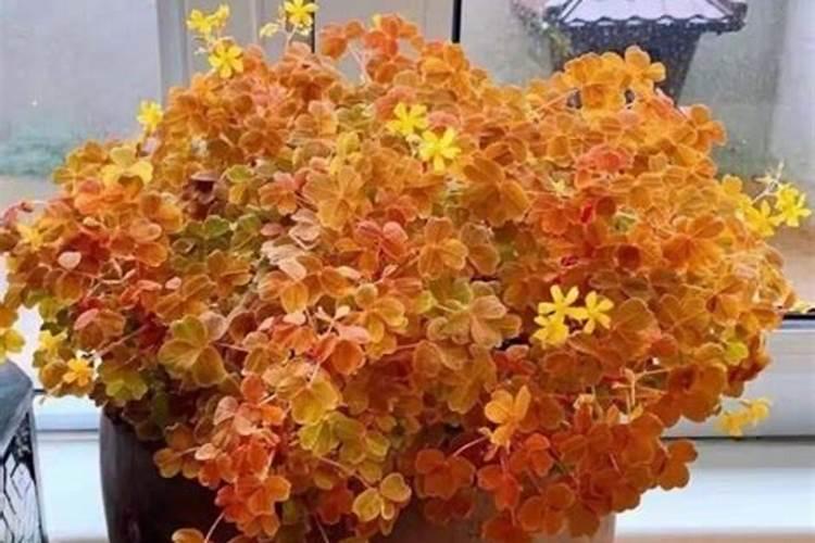 我种的菜全全部施的是农家肥为什么菜不好吃？