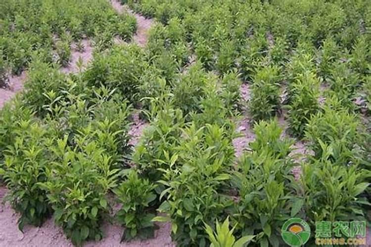 苍术苗期是否可以用叶面肥施肥？