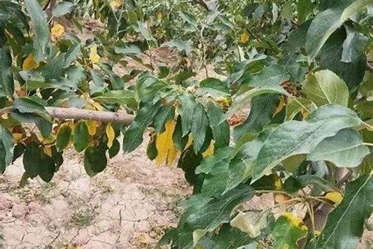 复合肥下雨天能撒吗