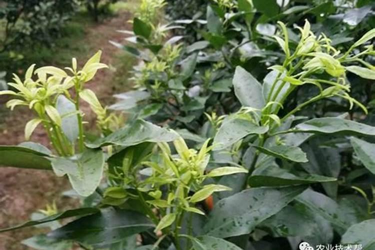 柑橘用什么水溶肥好