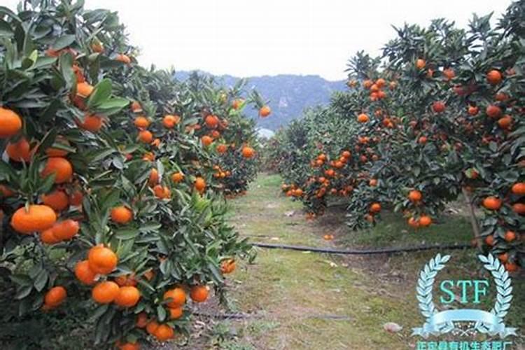 柑橘幼树施肥方法和注意事项