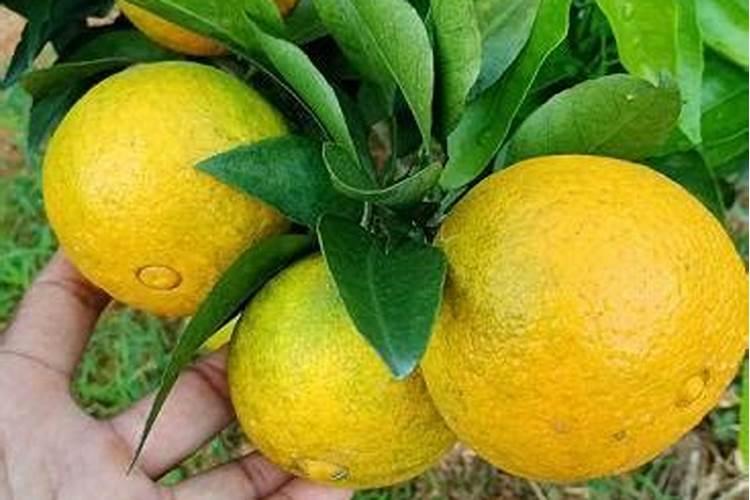 柑橘水溶肥的使用方法？柑橘用什么肥料长得快