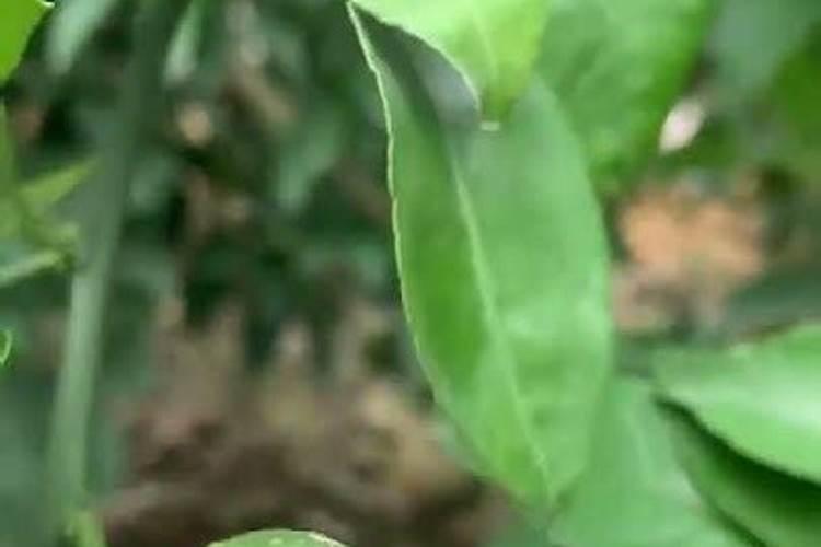 沃柑果能用尿素兑水喷叶面吗？