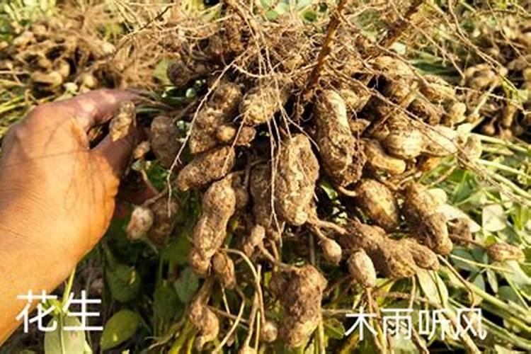 金弹子施什么肥长根快