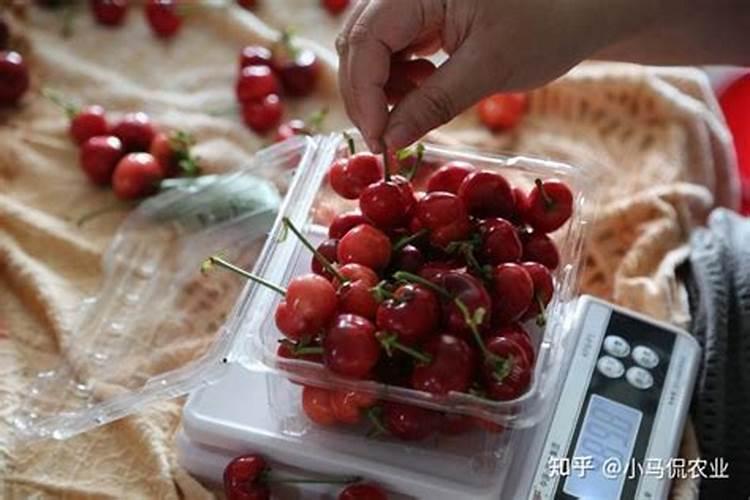 大棚樱桃膨果慢怎么回事？我家的大棚樱桃为什么长不大