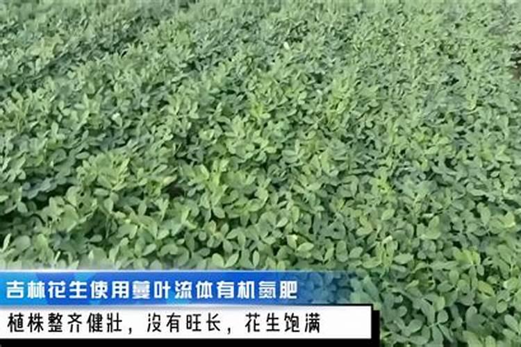 如何对花生进行叶面施肥？