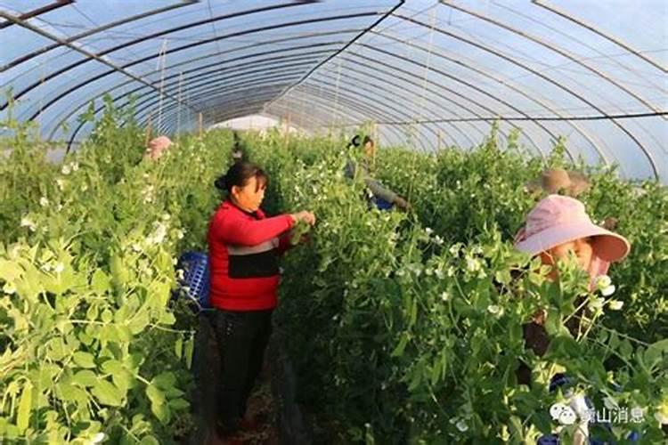 小麦叶面肥什么时候打效果好