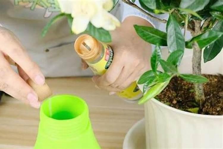 怎么正确使用蔬菜叶面肥