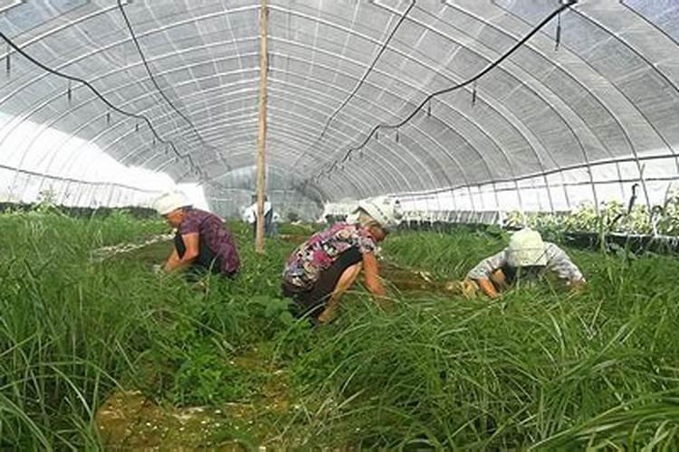 柚子开花期怎样施肥