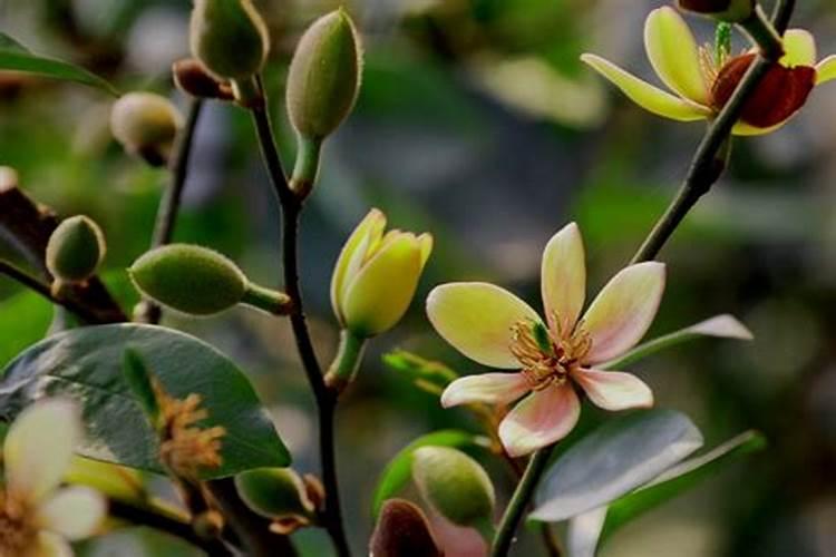 含笑花施什么肥最好