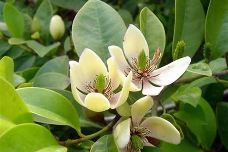 施用氮肥过多对植物有什么影响