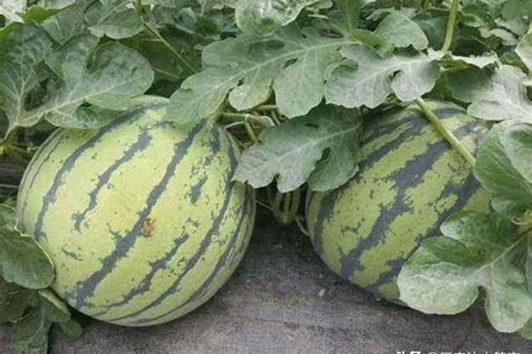 种花生前先撒肥还是种后撒肥