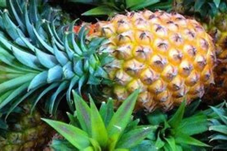 菠萝皮沤的肥料不知道还能不能用