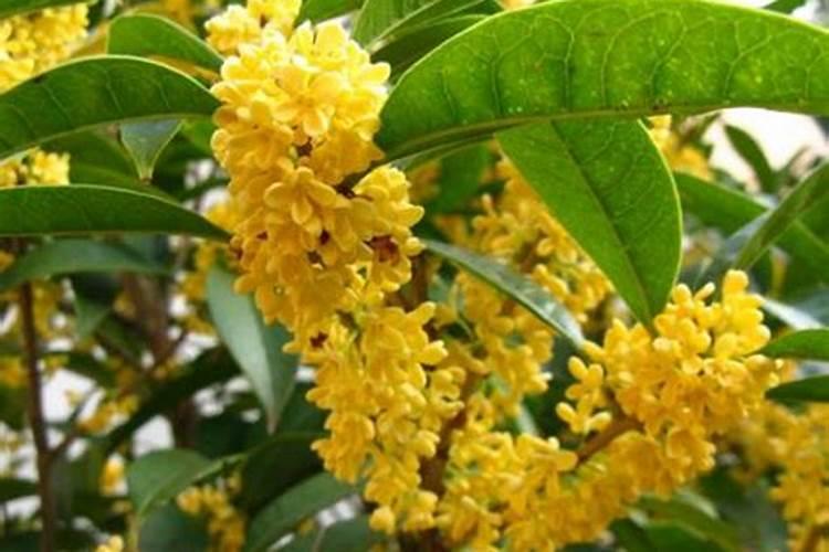 春季桂花适合用什么肥料怎么施？
