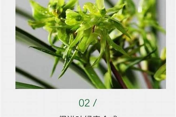 碗莲用什么肥料 怎么施肥 碗莲怎么养护