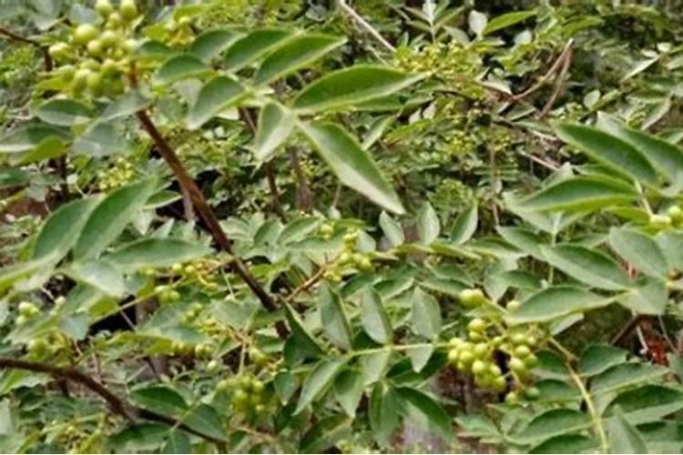 花椒树用什么肥料好