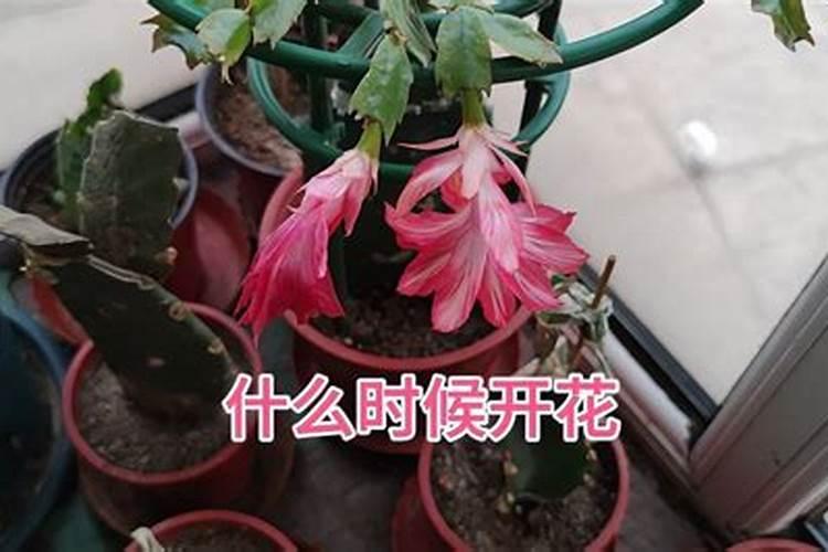 冲施的钙肥有哪些？