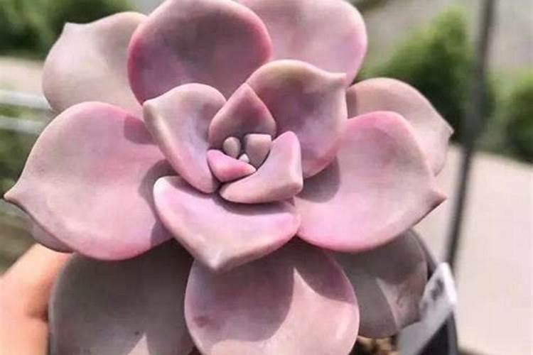 紫乐多肉怎么养