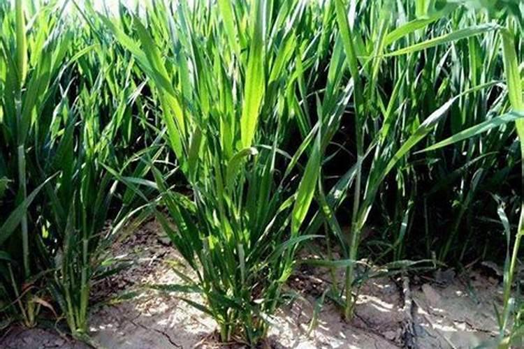 麦冬种植麦冬草叶子黄干了怎么办？