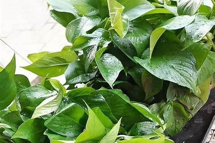 植物营养液怎么用
