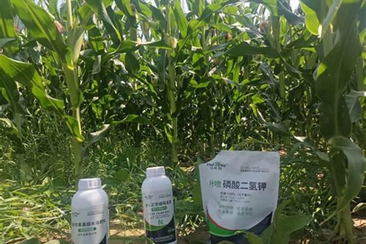 罗汉松施什么肥好