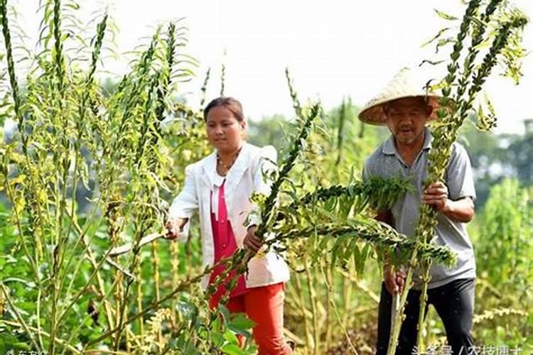 芝麻可以做为植物肥料吗