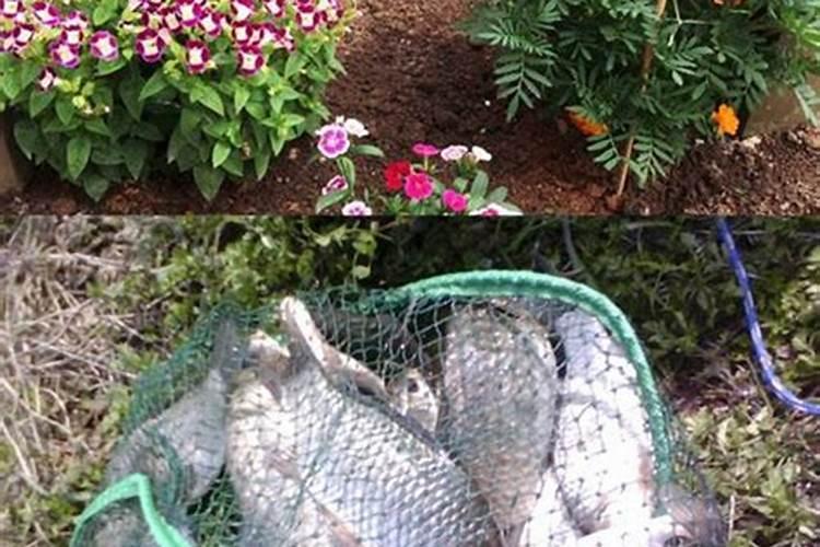 芝麻饼肥料适合什么花