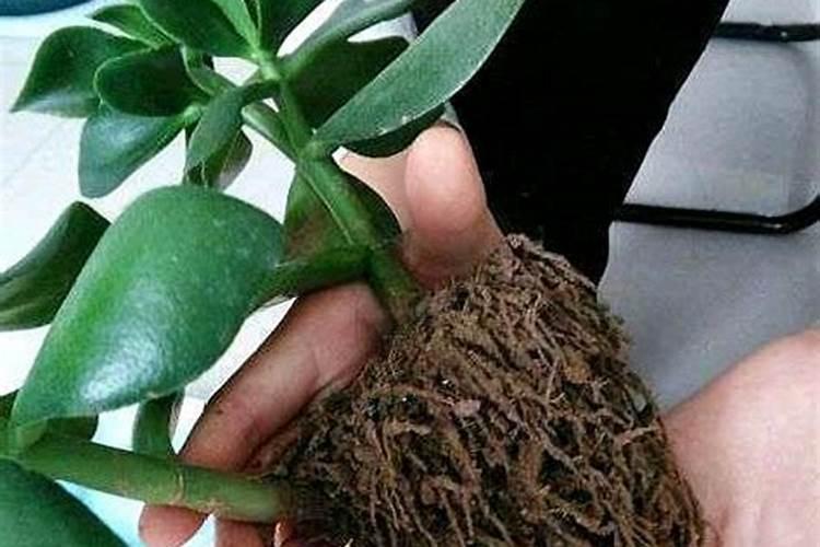 用营养土插秧的玉树还用施肥吗？