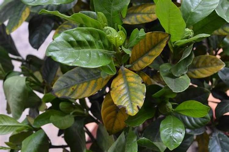 沃柑花期如何施肥保花保果？