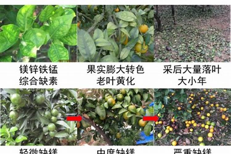 钙镁磷肥对柑橘的作用及功能