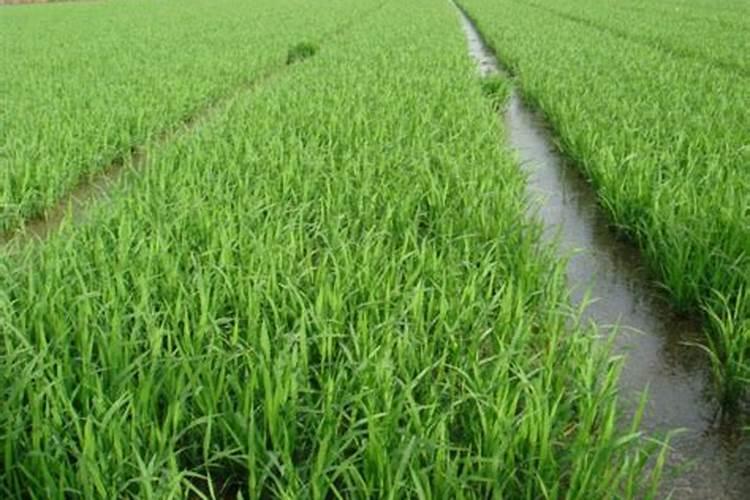 蔬菜中含磷比较高的有哪些？