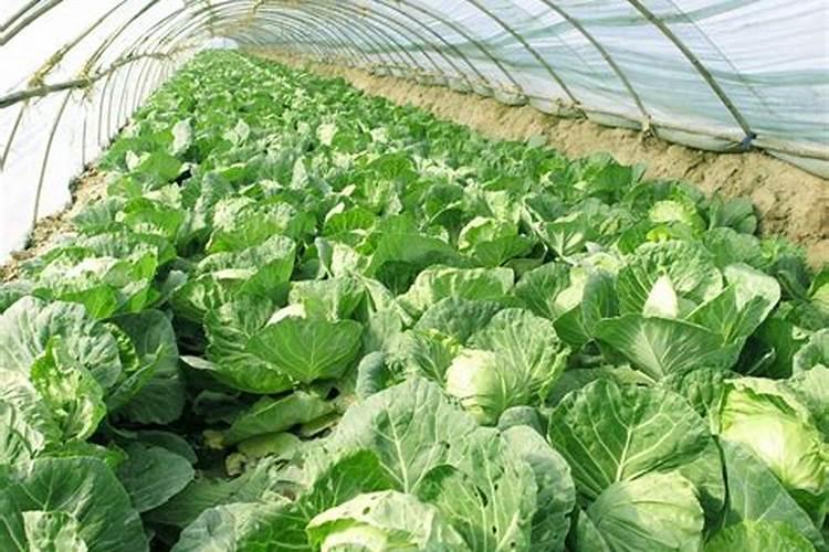 白菜施什么肥料长得最好