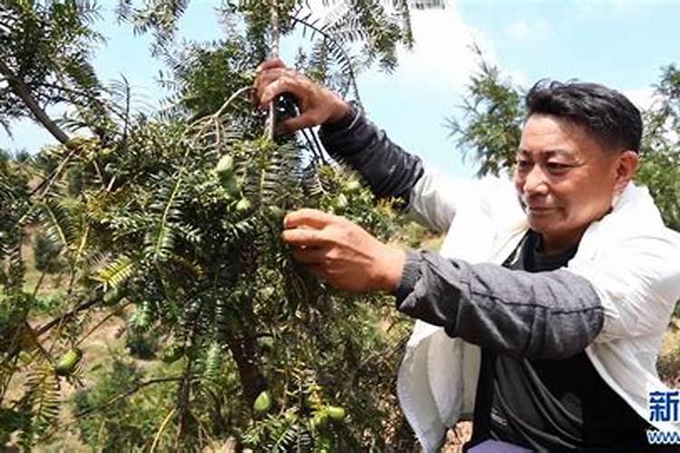 豆科植物为什么不用氮肥