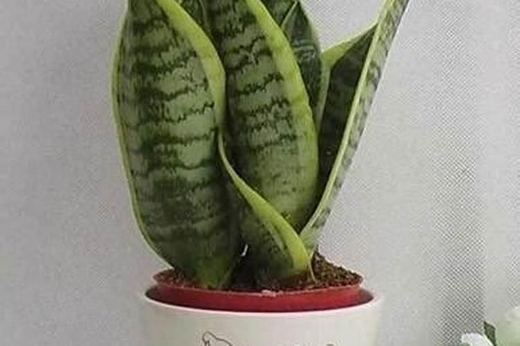 菊苣种植技巧 菊苣种植技巧有哪些