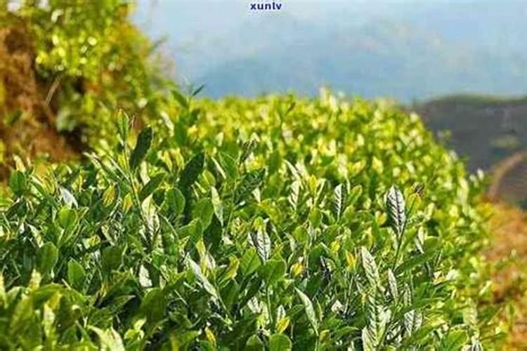 茶叶叶面肥用什么最好