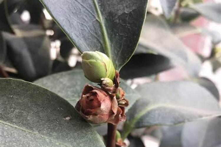 茶花掉落花苞如何养护