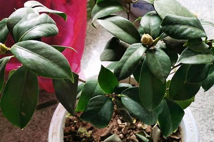 茶花花苞干枯掉落怎么回事