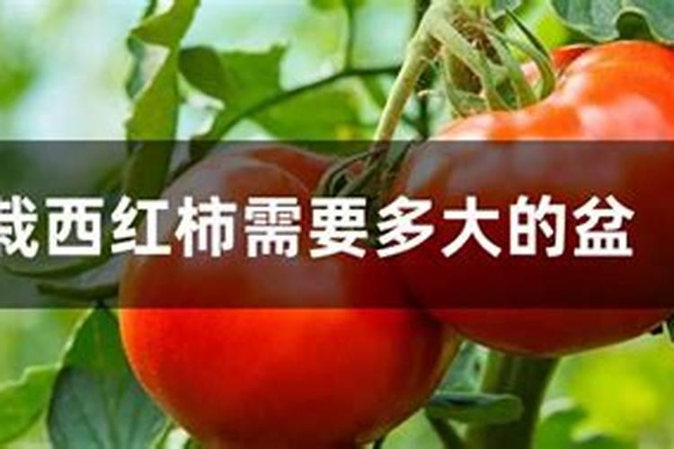 怎么给蓝莓幼苗上肥料