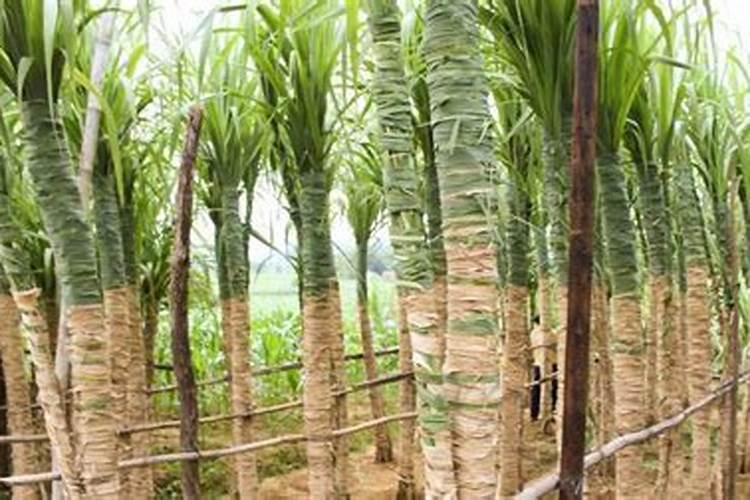 花生在开花前需要大量氮肥吗？