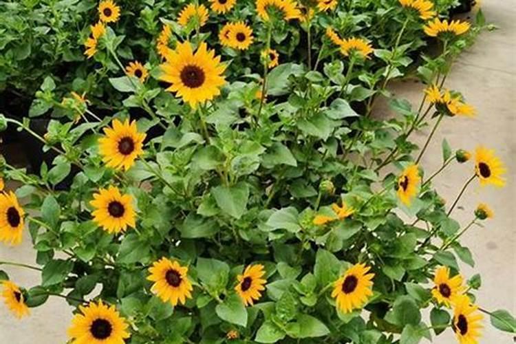 甜瓜如何种植？是时候表演真正的技术了!