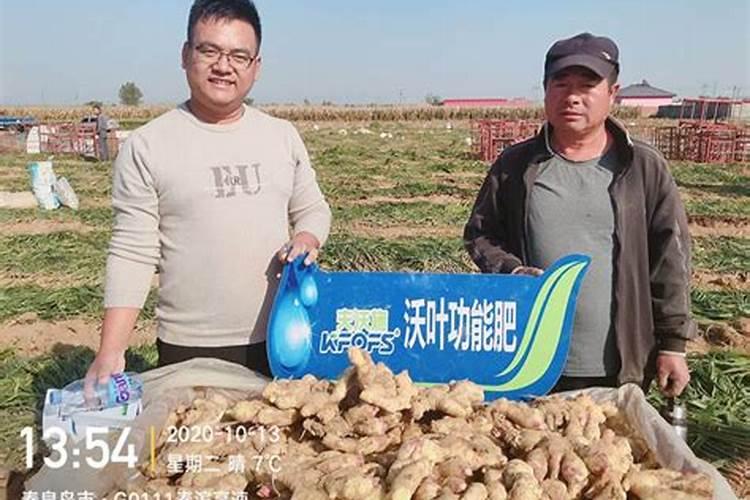 生姜用什么肥料做底肥最佳