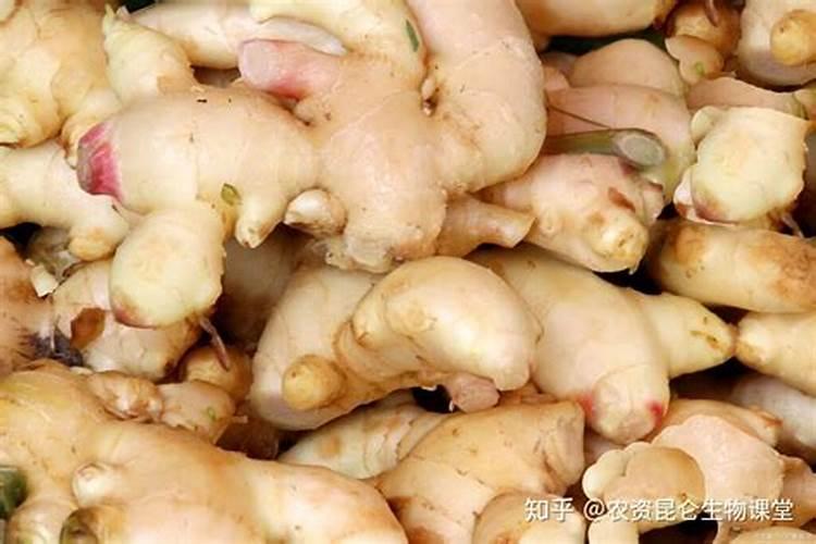 种生姜施什么肥料最好