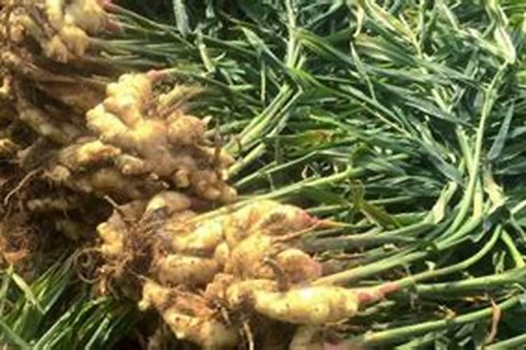 生姜出苗后用什么肥料