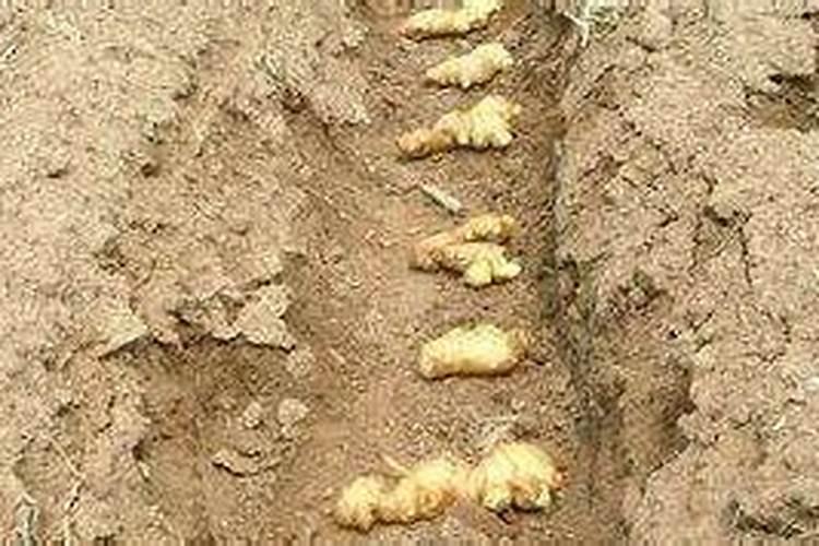 生姜底肥该施些什么肥料