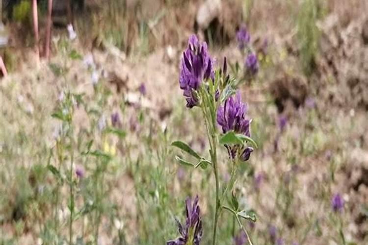 紫花苜蓿地管理方法