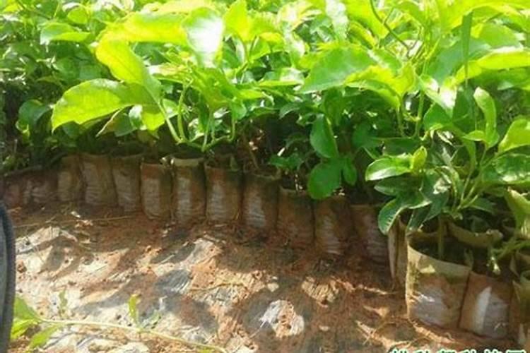 月季花叶子发黑枯萎