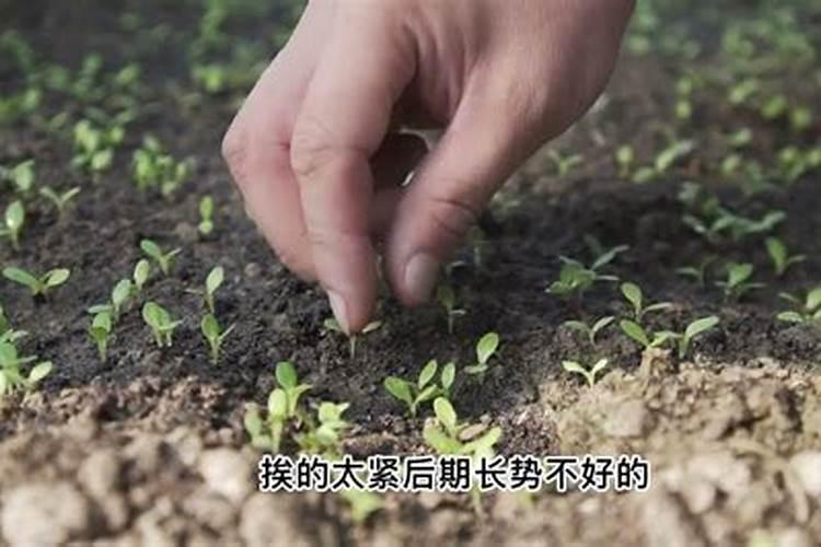 蔬菜出苗后多少天可以施肥