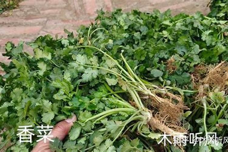 蔬菜出苗后多少天可以施肥