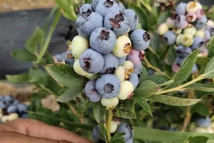 网购的多肉上盆能用多肉控释肥吗