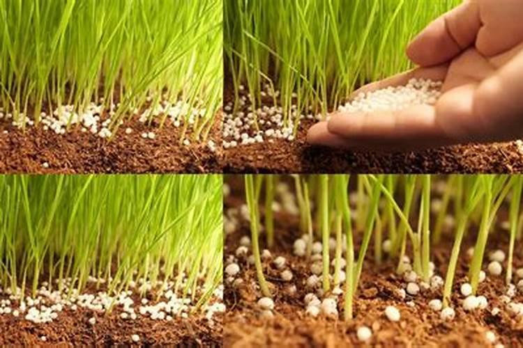 黄豆喜欢什么肥料